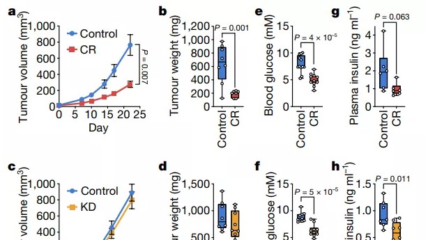 低热量饮食不仅可以减肥，还会“饿”死肿瘤细胞？